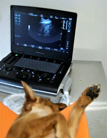 pies w trakcie badania USG